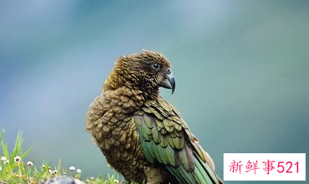 啄羊鹦鹉的形态特征