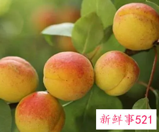 孕妇能不能吃杏子水果