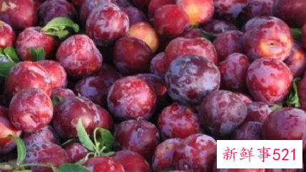 李子的食用禁忌