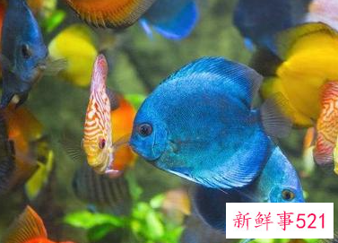 生命力最强十种观赏鱼