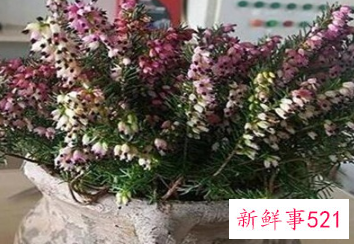 象征内心强大的花