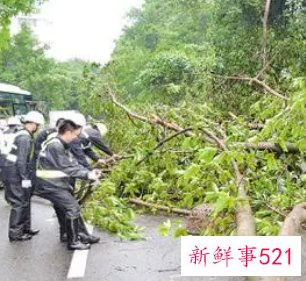 梦见砍树什么意思