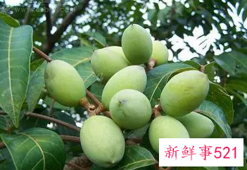 青果可不可以治疗咽炎