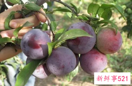 李子的食用禁忌