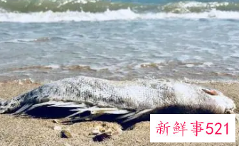 孕妇梦见抓死鱼是什么意思