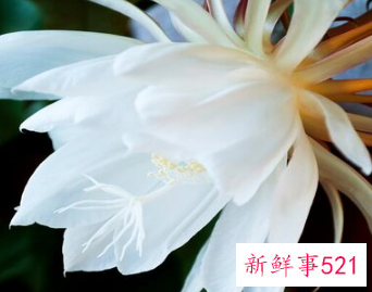 家里坚决不能养的花草