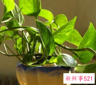 家里面养绿萝有禁忌吗