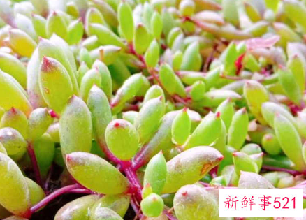 紫玄月夏天的养护方法