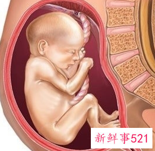 怀孕1一9月胎位变化图片