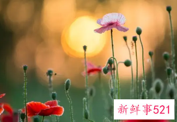 满满的感动和温暖句子