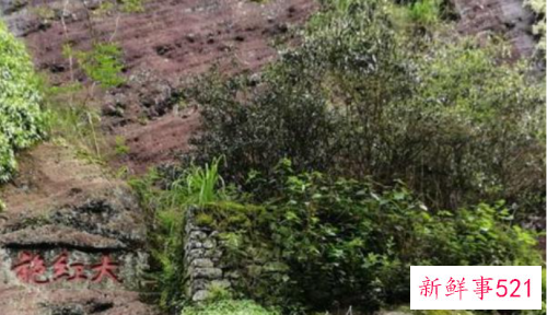 世界上最贵的茶叶有哪些