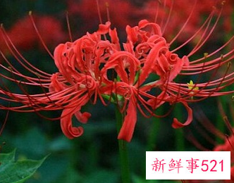 家里坚决不能养的花草