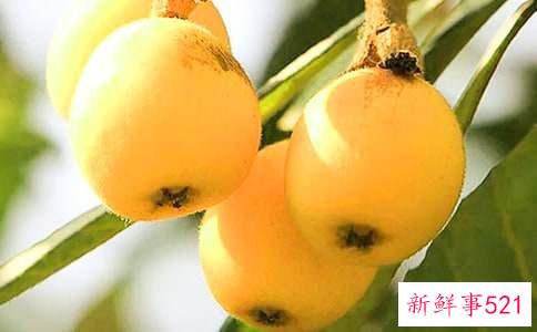 枇杷的营养价值