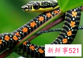 梦到各种颜色的蛇是什么预兆