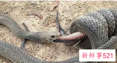 梦见蛇吃黄鳝是什么意思