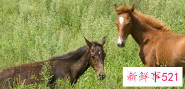 1978属马人的财运