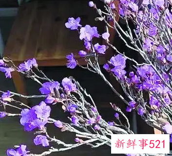 干枝杜鹃不开花的原因