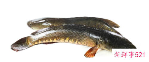 常见淡水鱼营养价值排名