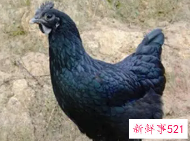 怀孕梦见黑鸡是什么意思