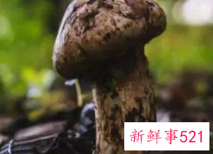 松茸的热量有多高