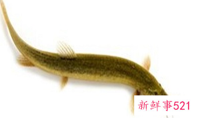 泥鳅加什么补性功能好