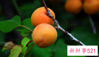 黄杏的功效和作用