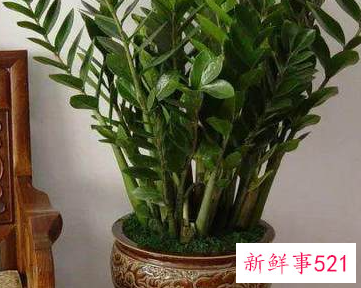 家里招财辟邪摆什么好