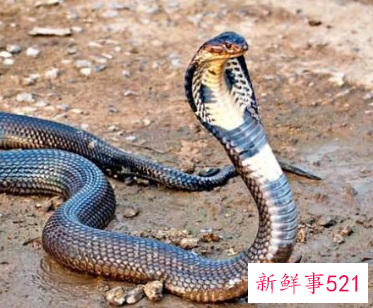 1977年属蛇车牌号