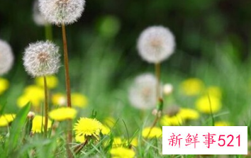 象征内心强大的花