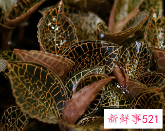 金线莲性寒凉不适合哪些人吃