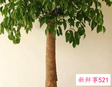 家里招财辟邪摆什么好