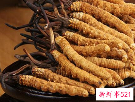 中药冬虫夏草的功效与作用