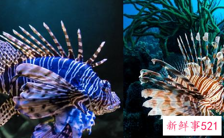 生命力最强十种观赏鱼