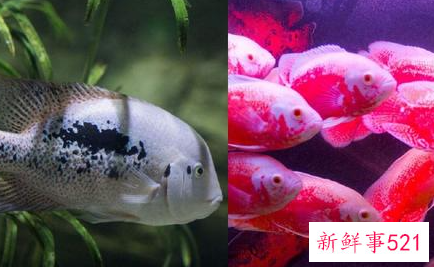 生命力最强十种观赏鱼