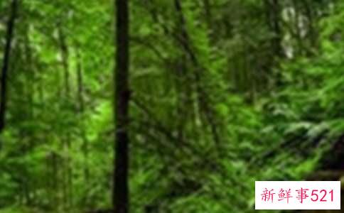 梦见在积雪的森林中漫步