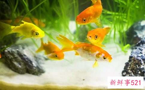 养几条金鱼好