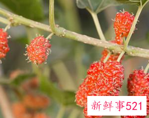 桑葚干泡水喝的禁忌人群