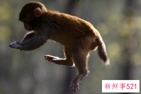 属猴午时出生的男孩