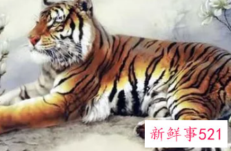 属虎人戴什么招财