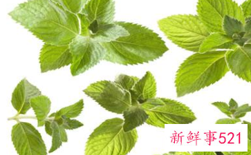 凉拌薄荷叶有什么功效