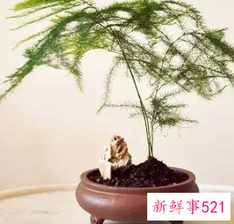 家里招财辟邪摆什么好