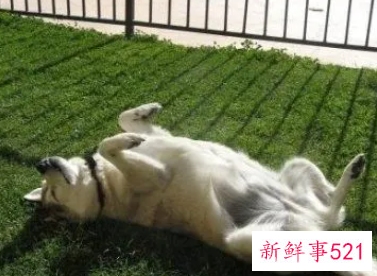 几种动物睡觉的姿势秒懂