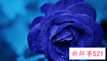 蓝色的寓意是什么