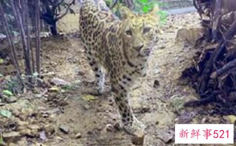 梦见豹子吃小孩