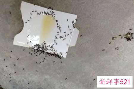 厨房如何巧除蚂蚁