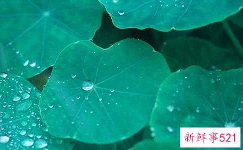 荷叶粉到底能减肥吗