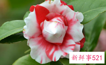 世界上最毒的植物排行榜