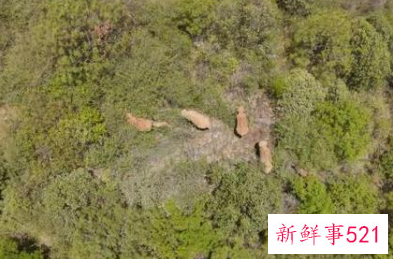 云南北迁象群持续在昆明双河乡活动