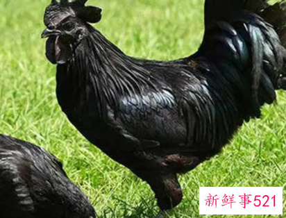 怀孕梦见黑鸡是什么意思