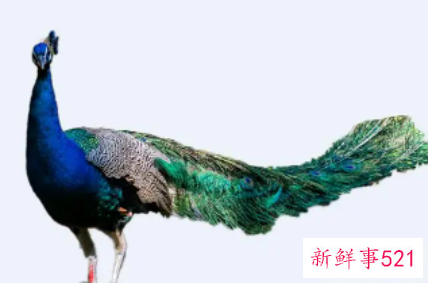 梦见孔雀羽毛寓意